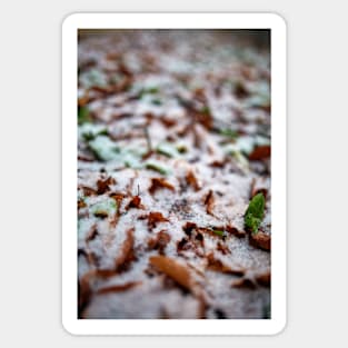 Leaves powdered with snow Sticker